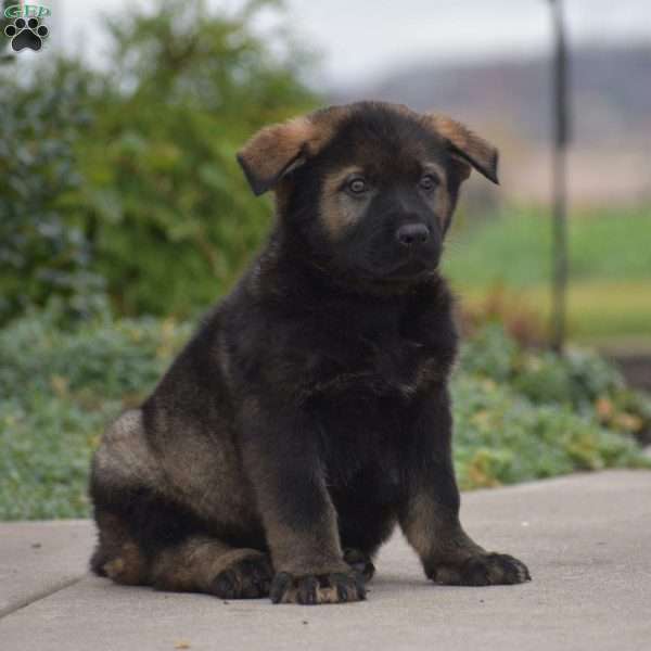 Gunner, German Shepherd Puppy